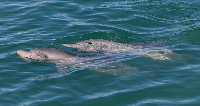 053 Shark Bay, monkey mia, dolfijnen.jpg